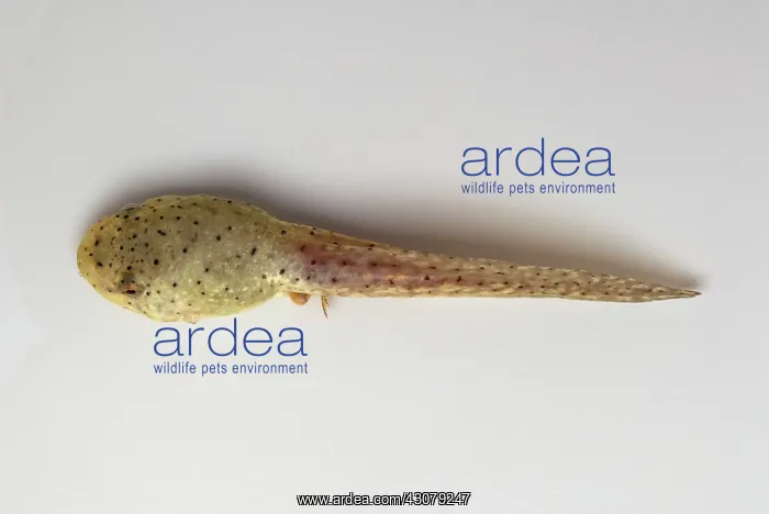 : American bullfrog tadpole : American bullfrog tadpole