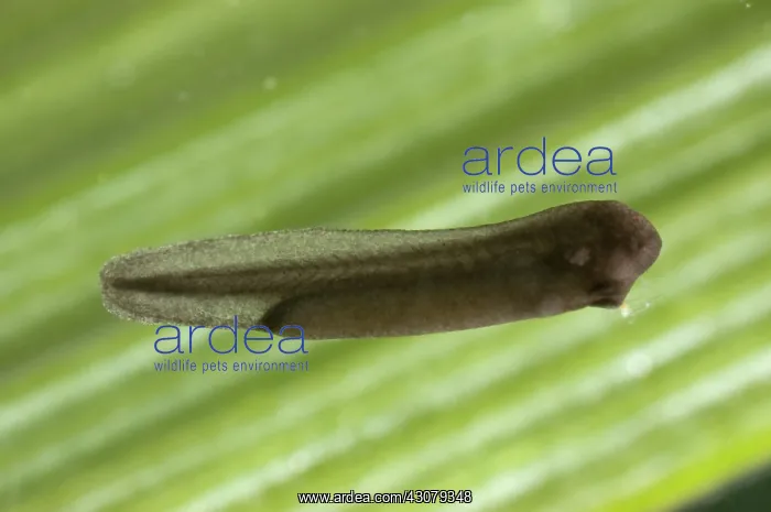: American bullfrog tadpole : American bullfrog tadpole