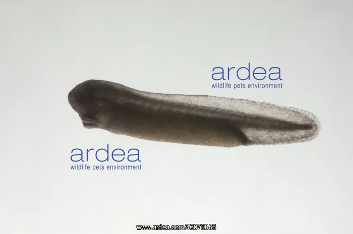 : American bullfrog tadpole : American bullfrog tadpole