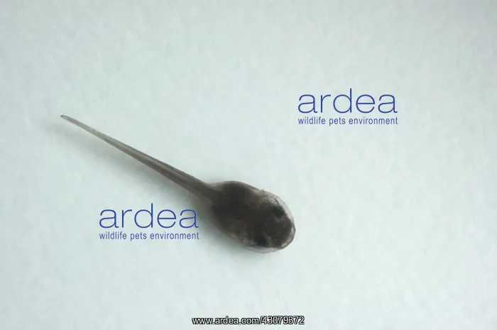 : American bullfrog tadpole : American bullfrog tadpole
