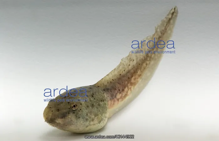 : American bullfrog tadpole : American bullfrog tadpole