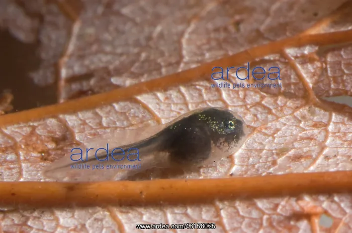 : American bullfrog tadpole : American bullfrog tadpole