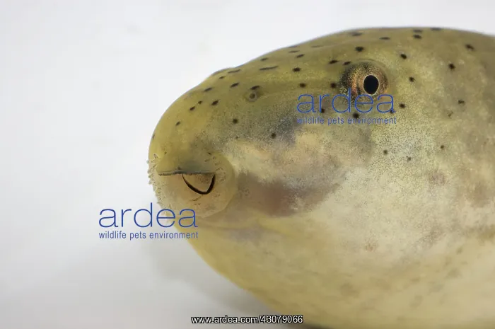 : American bullfrog tadpole head : American bullfrog tadpole head