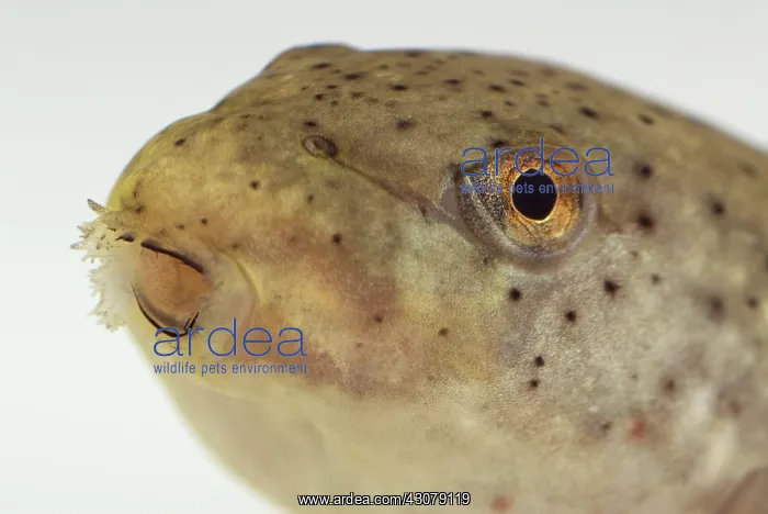 : American bullfrog tadpole head : American bullfrog tadpole head