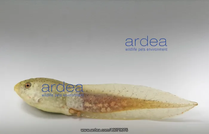 : American bullfrog tadpole with hind legs : American bullfrog tadpole with hind legs