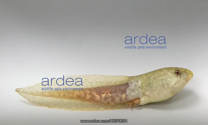: American bullfrog tadpole with hind legs : American bullfrog tadpole with hind legs