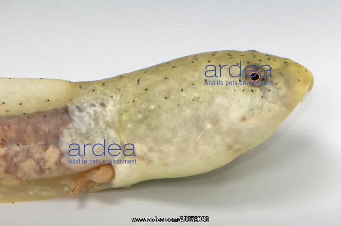 : American bullfrog tadpole with hind legs : American bullfrog tadpole with hind legs