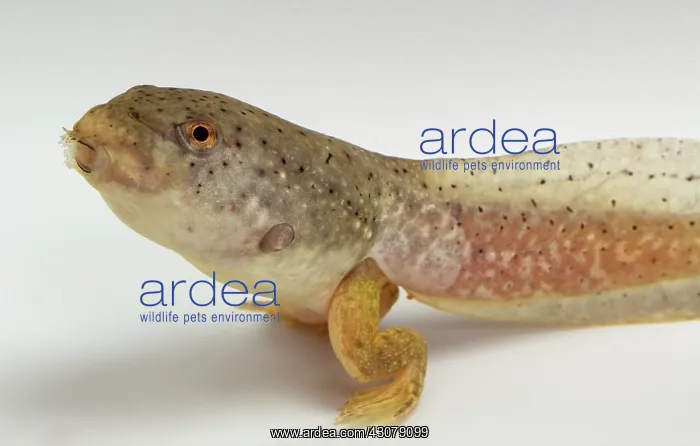 : American bullfrog tadpole with hind legs : American bullfrog tadpole with hind legs
