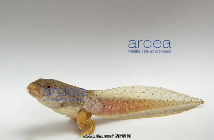 : American bullfrog tadpole with hind legs : American bullfrog tadpole with hind legs