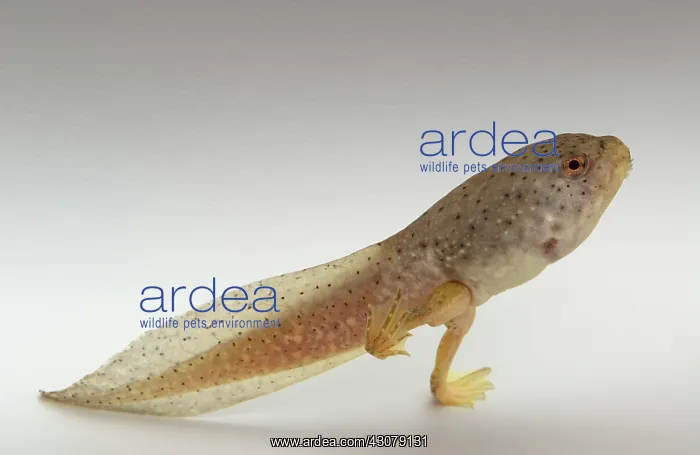 : American bullfrog tadpole with hind legs : American bullfrog tadpole with hind legs