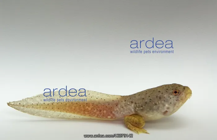 : American bullfrog tadpole with hind legs : American bullfrog tadpole with hind legs
