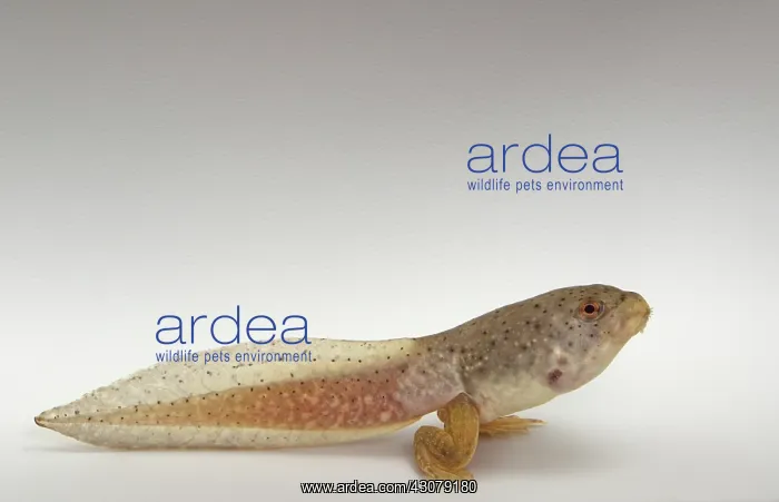 : American bullfrog tadpole with hind legs : American bullfrog tadpole with hind legs