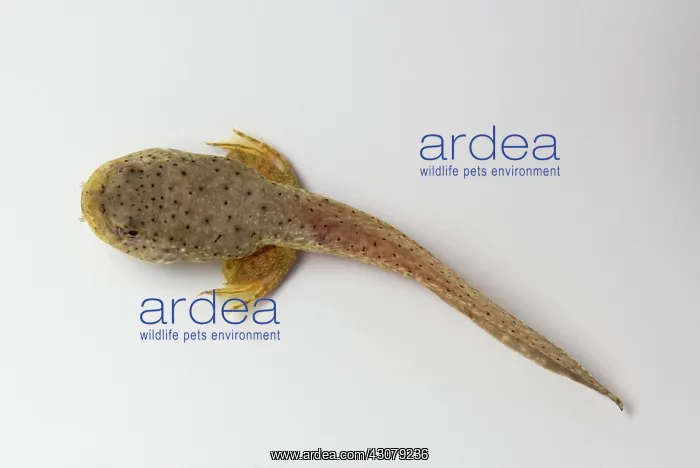 : American bullfrog tadpole with hind legs : American bullfrog tadpole with hind legs