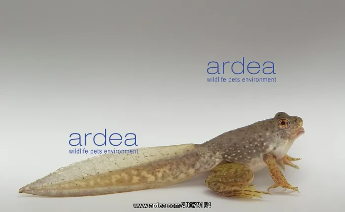 : American bullfrog tadpole with legs : American bullfrog tadpole with legs
