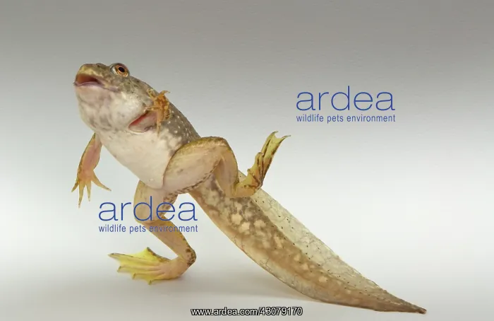 : American bullfrog tadpole with legs : American bullfrog tadpole with legs