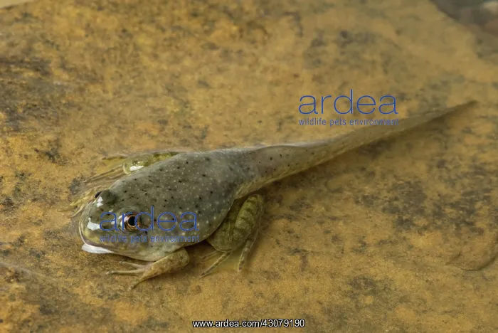 : American bullfrog tadpole with legs : American bullfrog tadpole with legs