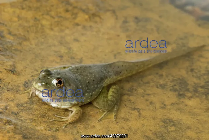 : American bullfrog tadpole with legs : American bullfrog tadpole with legs