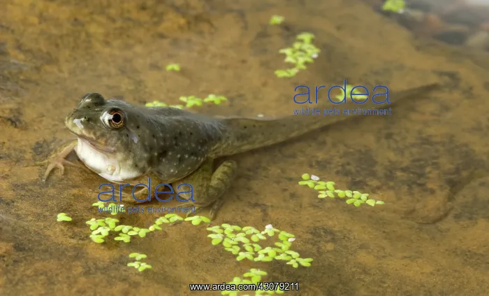 : American bullfrog tadpole with legs : American bullfrog tadpole with legs