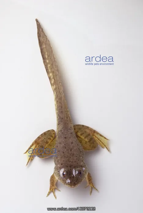 : American bullfrog tadpole with legs : American bullfrog tadpole with legs