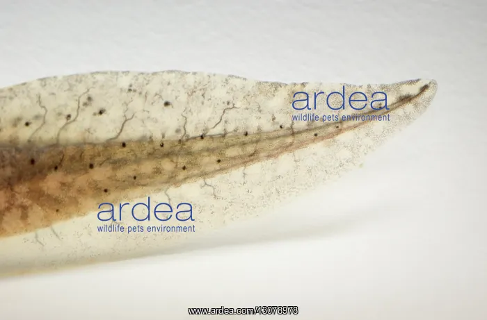 : American bullfrog tadpole tail : American bullfrog tadpole tail