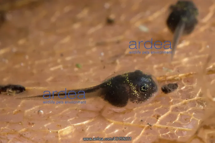 : American bullfrog tadpoles : American bullfrog tadpoles