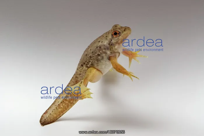 : American bullfrog with tail : American bullfrog with tail