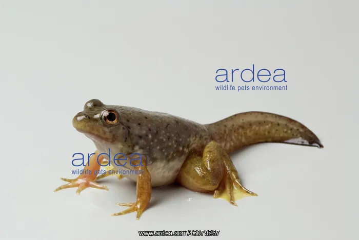 : American bullfrog with tail : American bullfrog with tail