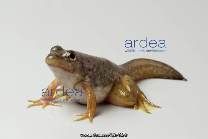 : American bullfrog with tail : American bullfrog with tail