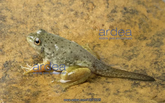 : American bullfrog with tail : American bullfrog with tail