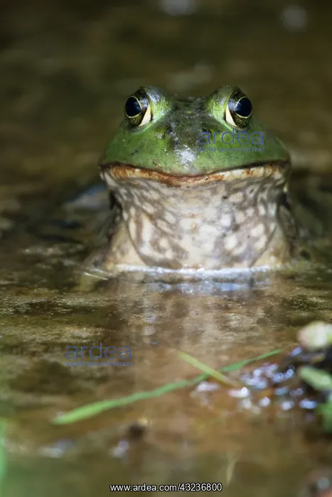  : American bullfrog, Virginia