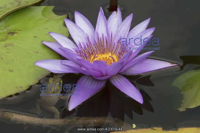 : American Bullfrog - on Water Lily (Nymphaea spp.) : American Bullfrog - on Water Lily (Nymphaea spp.)