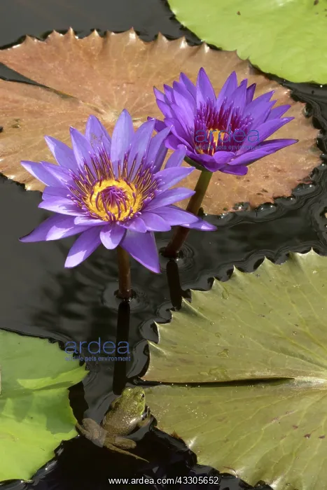 : American Bullfrog - on Water Lily (Nymphaea spp.) : American Bullfrog - on Water Lily (Nymphaea spp.)