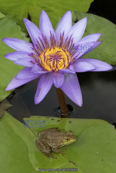 : American Bullfrog - on Water Lily (Nymphaea spp.) : American Bullfrog - on Water Lily (Nymphaea spp.)
