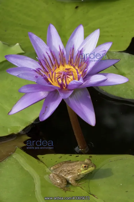 : American Bullfrog - on Water Lily (Nymphaea spp.) : American Bullfrog - on Water Lily (Nymphaea spp.)