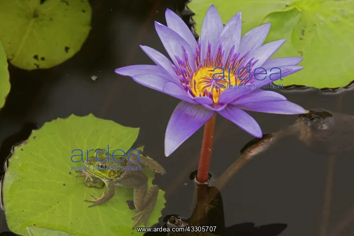: American Bullfrog - on Water Lily (Nymphaea spp.) : American Bullfrog - on Water Lily (Nymphaea spp.)
