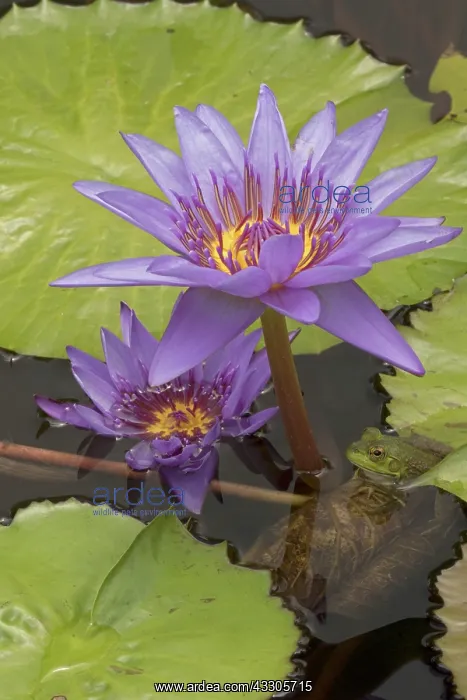 : American Bullfrog - on Water Lily (Nymphaea spp.) : American Bullfrog - on Water Lily (Nymphaea spp.)