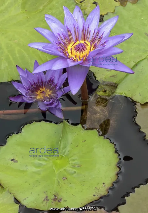 : American Bullfrog - on Water Lily (Nymphaea spp.) : American Bullfrog - on Water Lily (Nymphaea spp.)