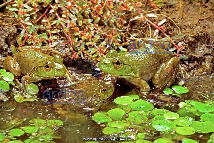 : American Bullfrogs (Rana catesbeiana) : American Bullfrogs (Rana catesbeiana)