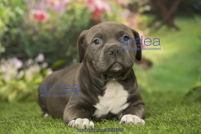  : American Bully puppy outdoors in the garden