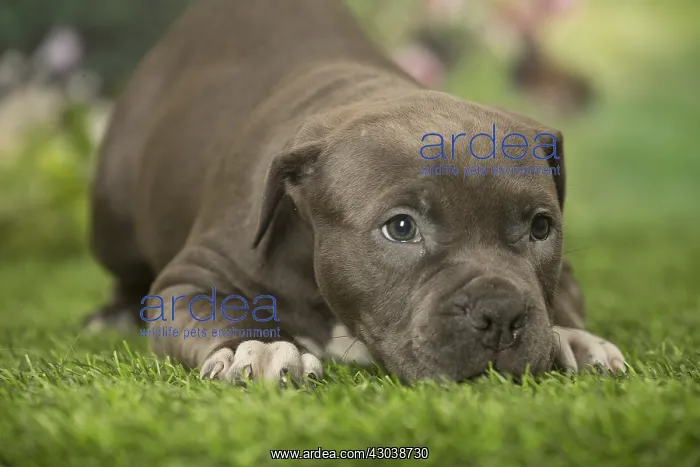  : American Bully puppy outdoors in the garden