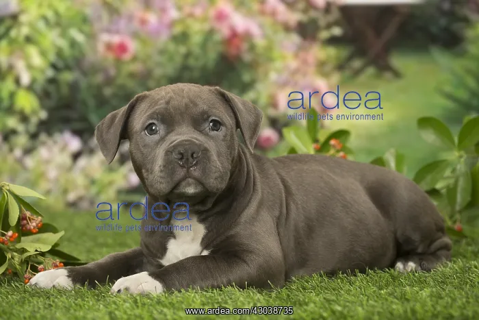  : American Bully puppy outdoors in the garden