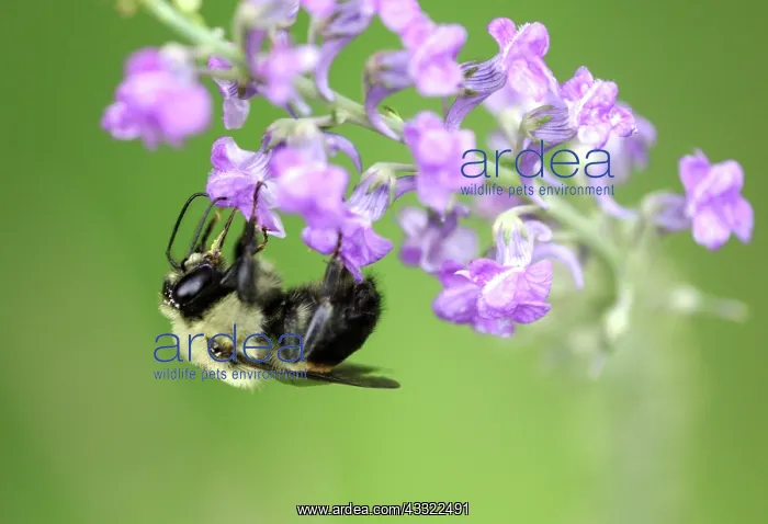 : American Bumblebee : American Bumblebee