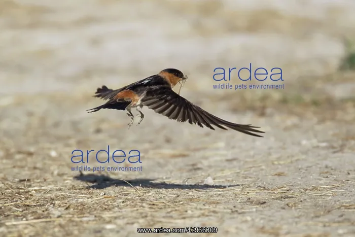 : American Cliff Swallow - in flight - gathering mud for nests : American Cliff Swallow - in flight - gathering mud for nests