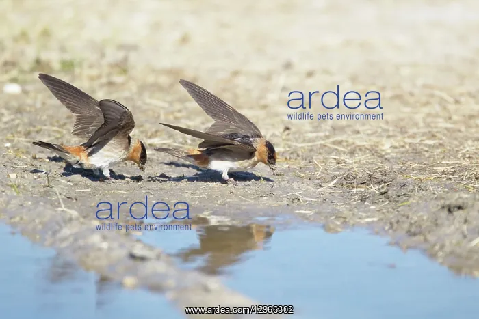 : American Cliff Swallow - gathering mud for nests : American Cliff Swallow - gathering mud for nests