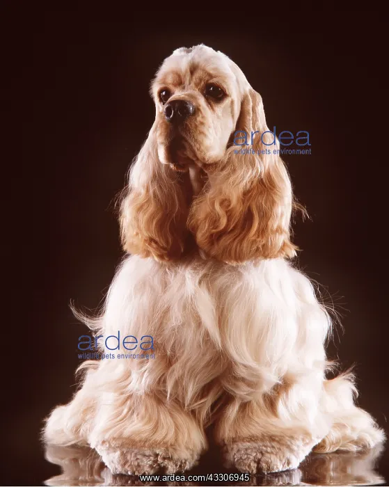  : AMERICAN COCKER DOG