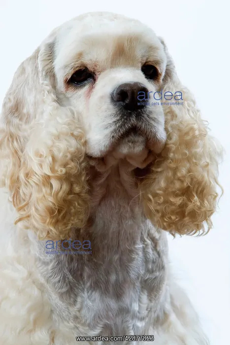  : American Cocker Spaniel