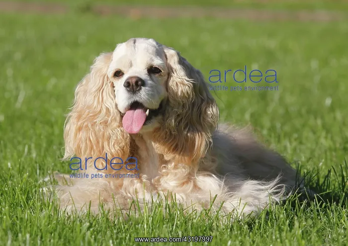 : American Cocker Spaniel, bitch, 7 years old, lies : American Cocker Spaniel, bitch, 7 years old, lies