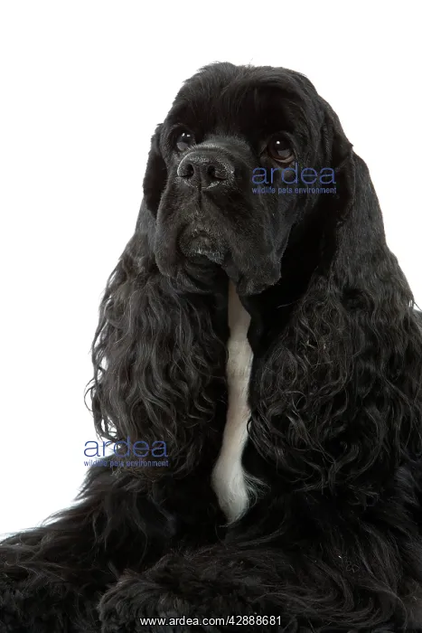  : American Cocker Spaniel - black