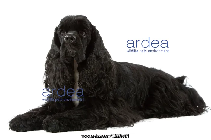  : American Cocker Spaniel - black