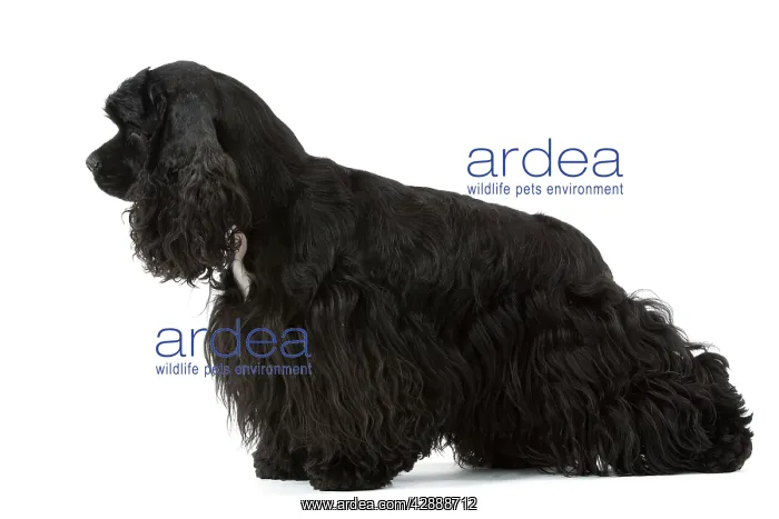  : American Cocker Spaniel - black
